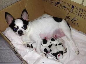 国产母狗,传承与创新中的民族犬种风采